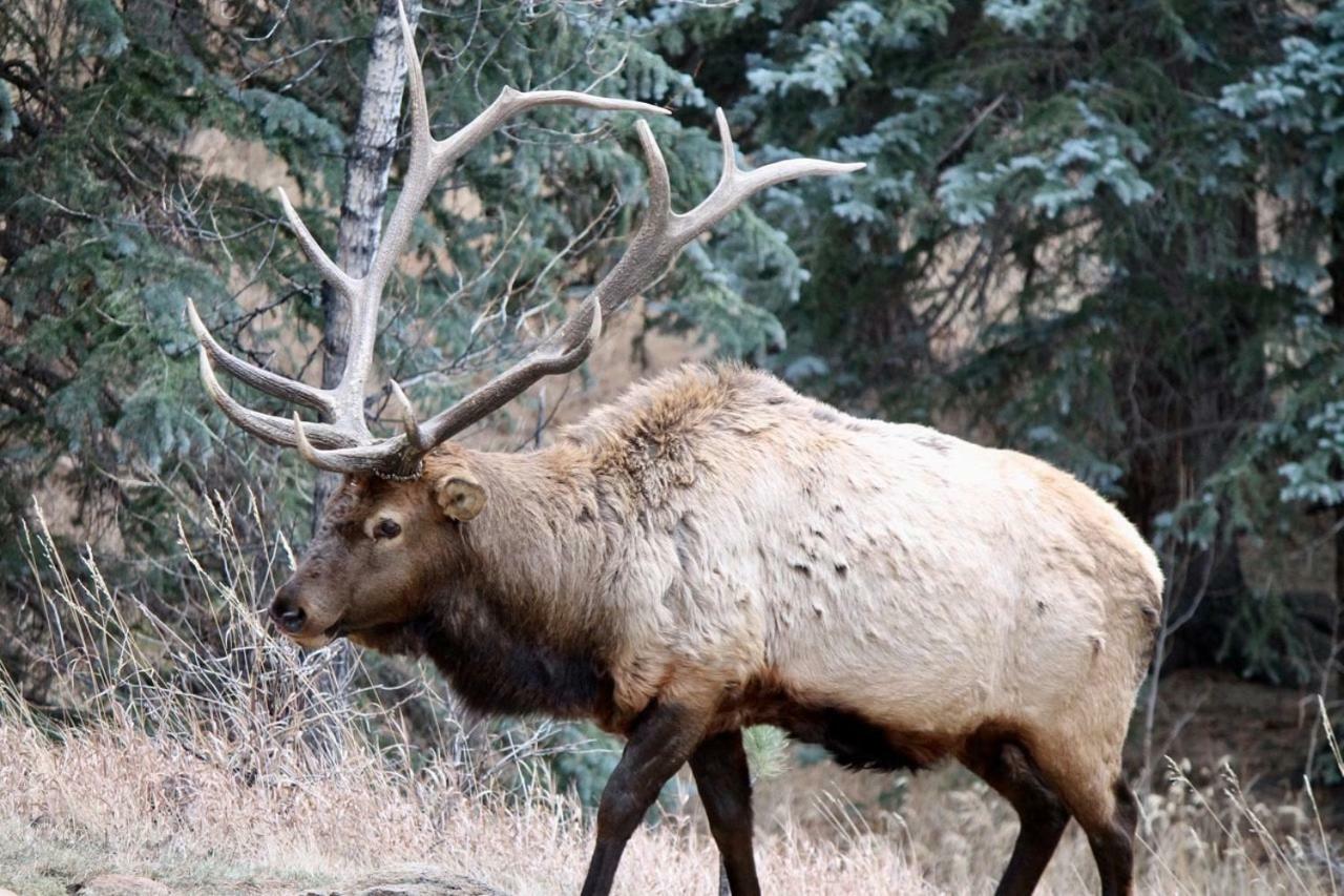 Romantic Riversong 3* Estes Park